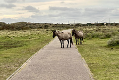 Horses on the road