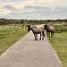 Horses on the road