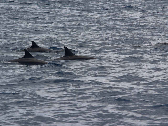 Dolphins