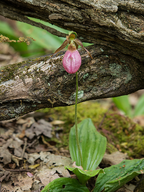 Cypripedium acaule (Pink Lady's-slipper orchid)