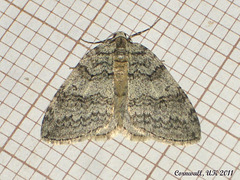 1796 Epirrita christyi (Pale November Moth)