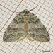 1796 Epirrita christyi (Pale November Moth)