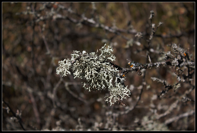 Evernia prunastri - lichen (2)