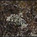 Evernia prunastri - lichen (2)
