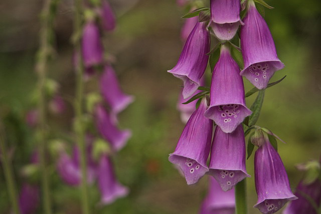 Foxgloves