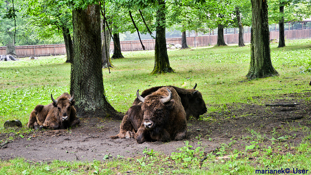 Wisente (european bisons)