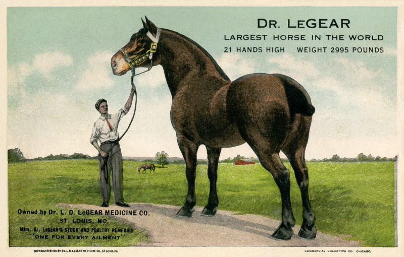 Dr. LeGear, Largest Horse in the World