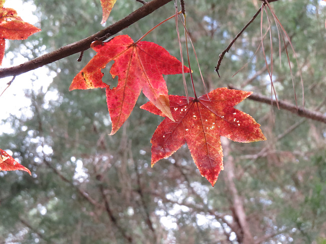 Sweet-gum leaves