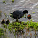 Coot with its chicks