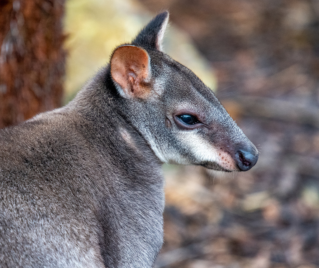 Dusky pademelon