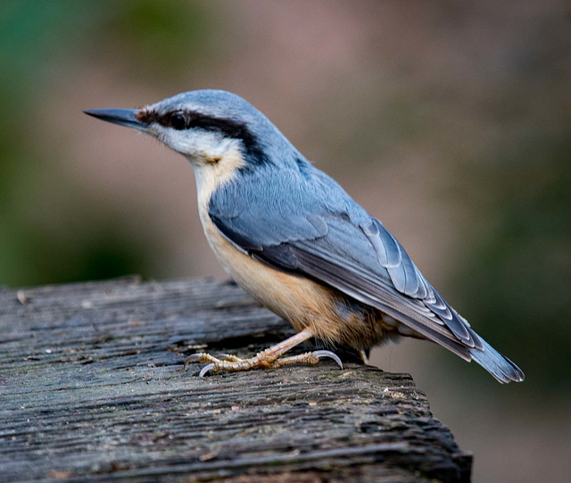 Nuthatch42