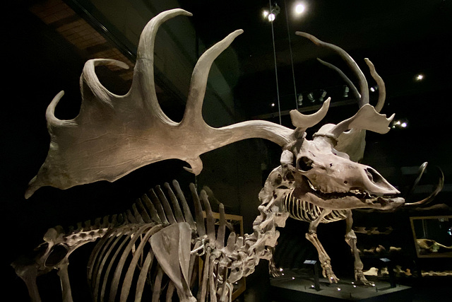 Naturalis 2020 – Big antlers