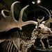 Naturalis 2020 – Big antlers