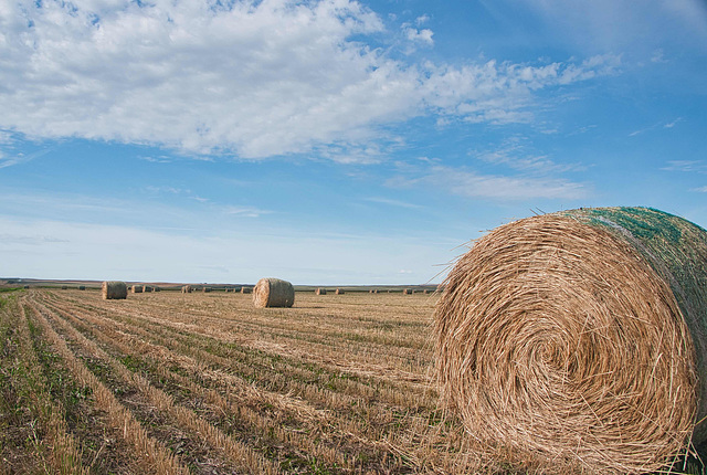 bales near Mankota