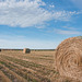 bales near Mankota