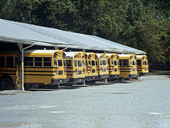 50mm Buses
