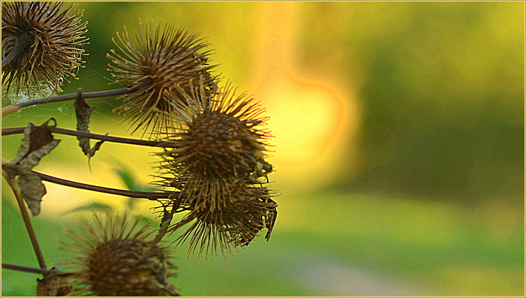 Autumn  objects