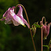 20230510 0070CPw [D~LIP] Akelei (Aquilegia vulgaris agg), Bad Salzuflen