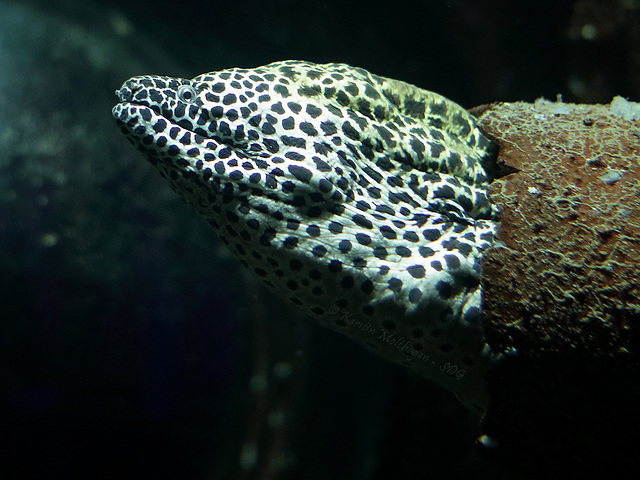 Netzmuräne (Tropenaquarium Hagenbeck)