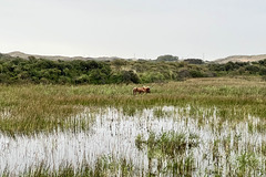 Water buffalo