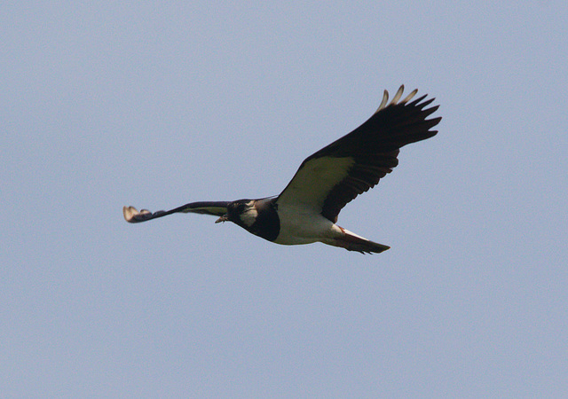 EF7A3916 Lapwing
