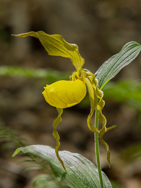 Cypripedium parviflorum var. pubescens (Large Yellow Lady's-slipper orchid)