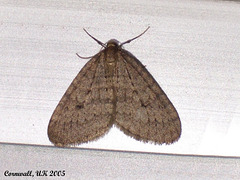 1799 Operophtera brumata (Winter Moth)