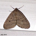 1799 Operophtera brumata (Winter Moth)