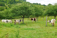 Vaches normandes sous les pommiers