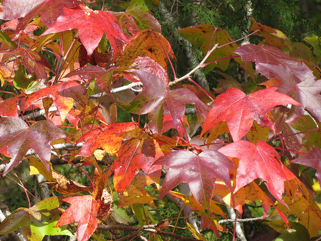 Sweet-gum leaves