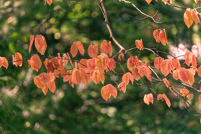 Sarvis Leaves, June