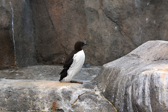Alaska, Penguin in Seward SeaLife Center
