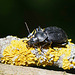 Einen der größten Laufkäfer Mitteleuropas ... One of the largest ground beetles in Central Europe ...