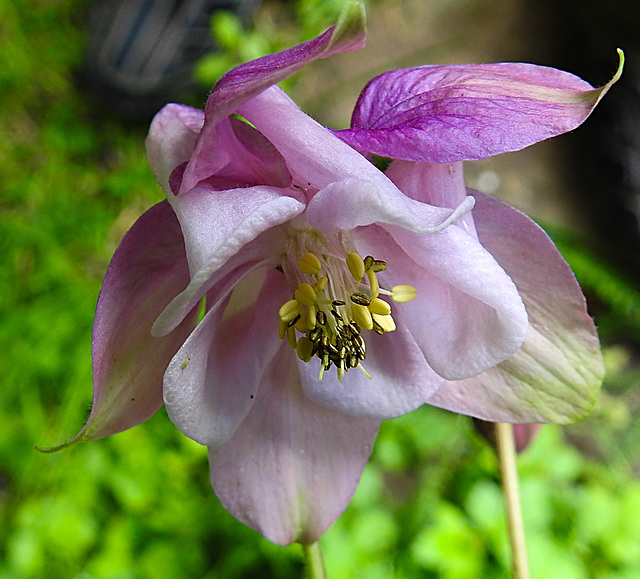 20230510 0073CPw [D~LIP] Akelei (Aquilegia vulgaris agg), Bad Salzuflen