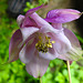 20230510 0073CPw [D~LIP] Akelei (Aquilegia vulgaris agg), Bad Salzuflen