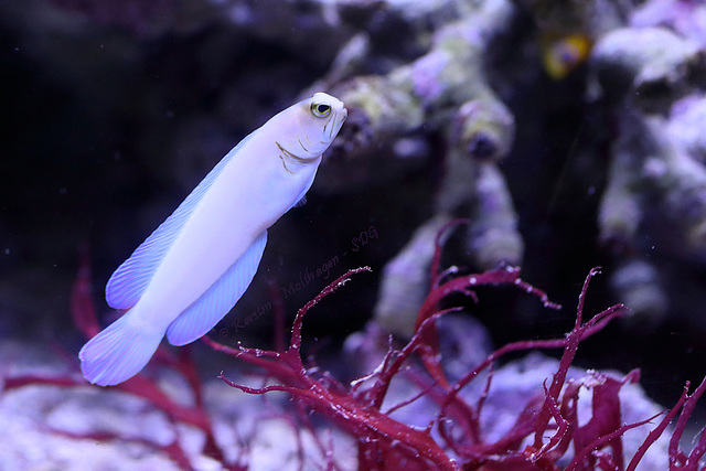 Goldstirn-Brunnenbauer (Tropenaquarium Hagenbeck)