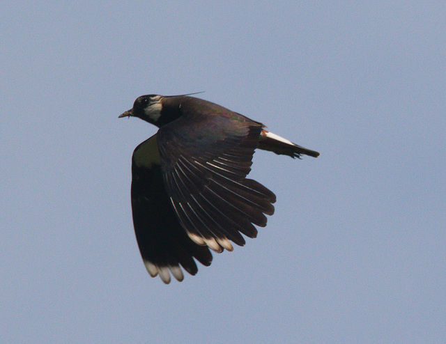 EF7A3918 Lapwing