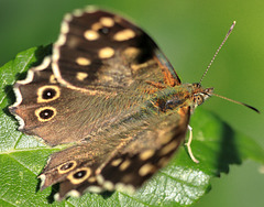 EOS R7 Peter Harriman 12 03 59 9775 speckledWood dpp EOS R7 Peter Harriman 12 03 59 9775 speckledWood dpp
