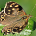 EOS R7 Peter Harriman 12 03 59 9775 speckledWood dpp