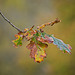 Autumnal Oak Leaves