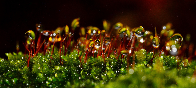 Glistening Moss Balls