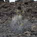 Lava Beds Natl Mon Devils Homestead Flow, CA (1025)