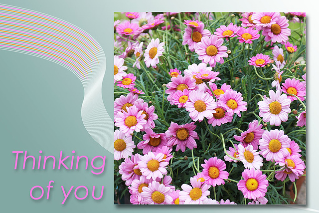 Pink Marguerite  - Thinking of you - 15.5.2015