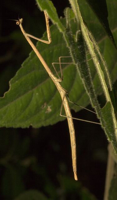 IMG 8626prayingmantid