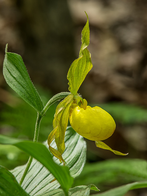 Cypripedium parviflorum var. pubescens (Large Yellow Lady's-slipper orchid)