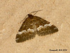 1802 Perizoma affinitata (Rivulet)