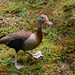 Azores, Island of San Miguel, Funny Duck in the Park of Terra Nostra