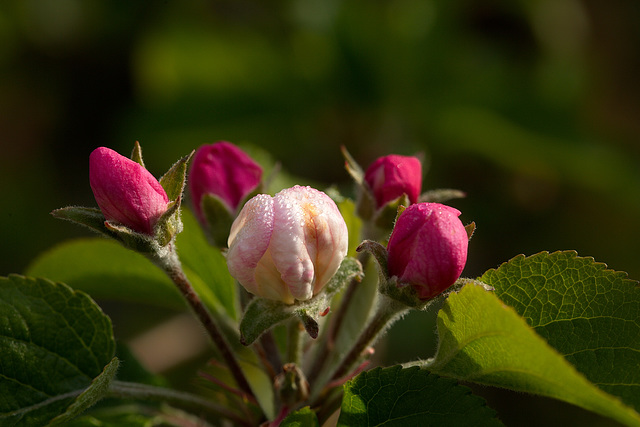 Apfelblüte