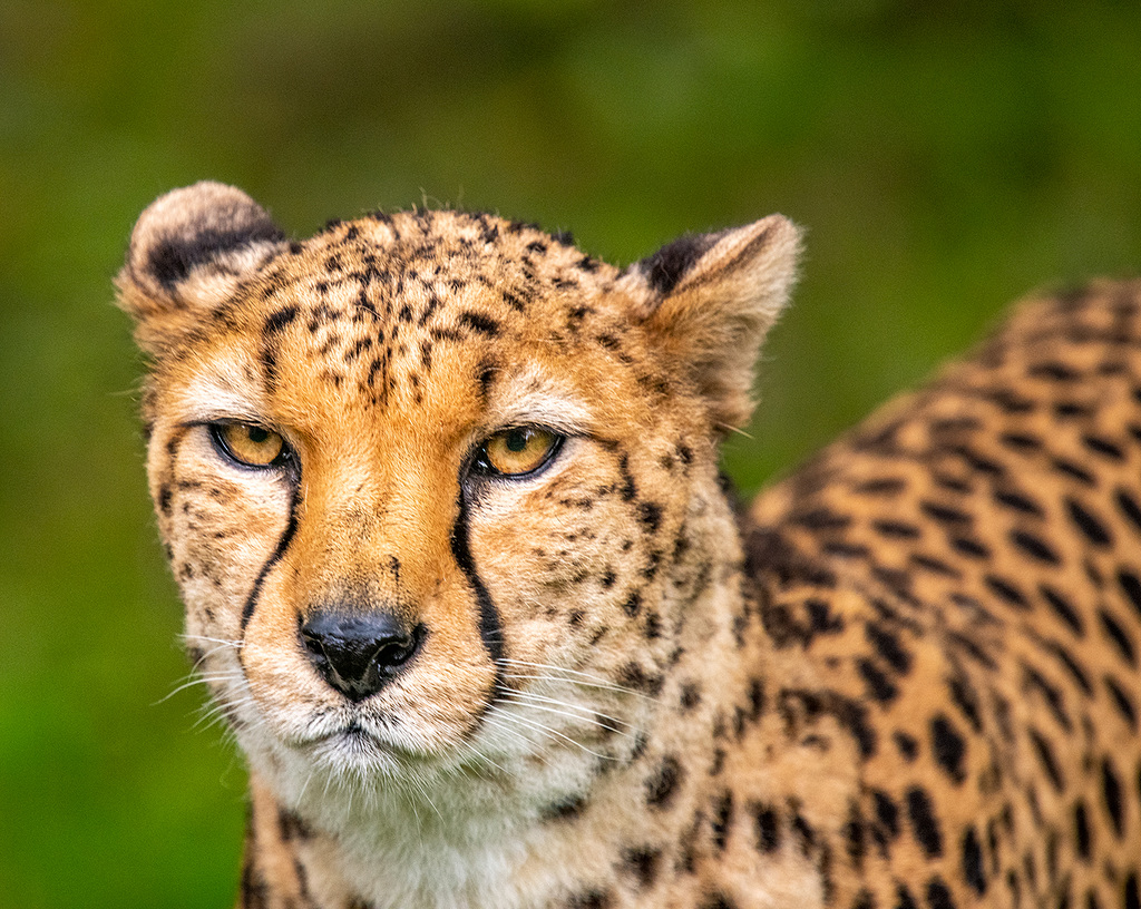 Cheetah