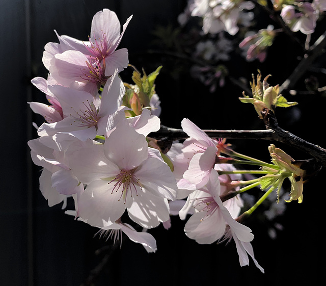 Victorian spring